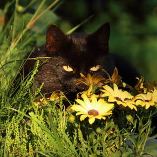 Black cat spring wallpaper