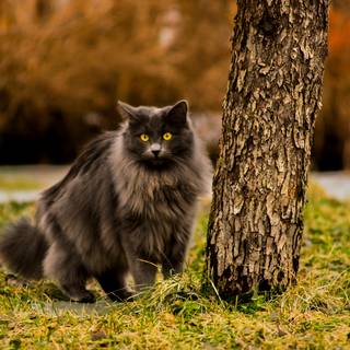 Black cat spring wallpaper