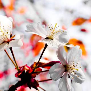 Cute spring scenes wallpaper