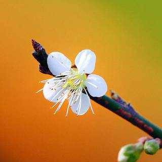 Cute spring scenes wallpaper