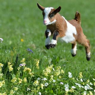 Cute spring scenes wallpaper