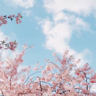 Ultrawide spring wallpaper