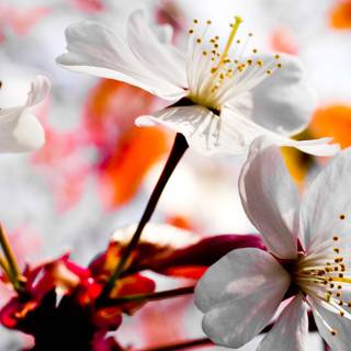 Cute spring scenes wallpaper