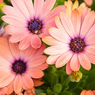 Ultrawide spring wallpaper