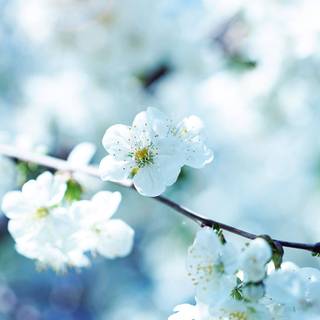 Cute spring scenes wallpaper