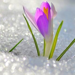 Cute spring scenes wallpaper