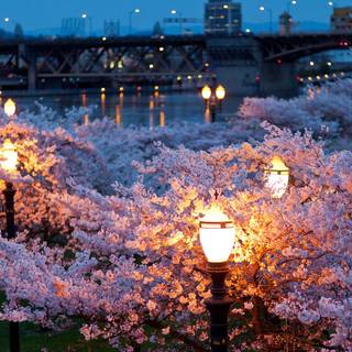 Ultrawide spring wallpaper