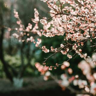 Ultrawide spring wallpaper