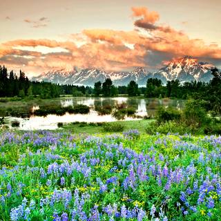 Ultrawide spring wallpaper