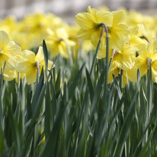 Ultrawide spring wallpaper