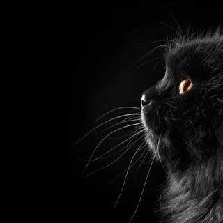 Black cat spring wallpaper