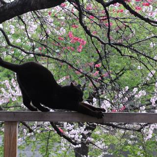 Black cat spring wallpaper