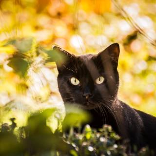 Black cat spring wallpaper