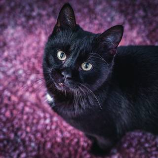 Black cat spring wallpaper