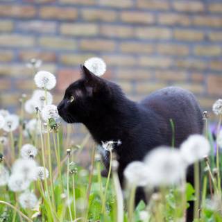 Black cat spring wallpaper