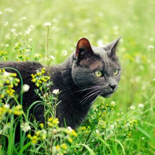 Black cat spring wallpaper