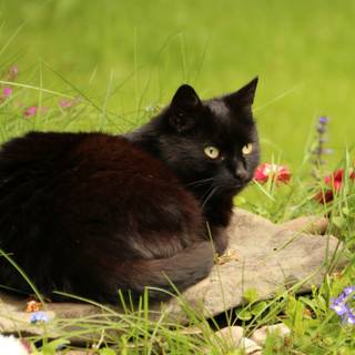 Black cat spring wallpaper