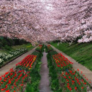 Ultrawide spring wallpaper