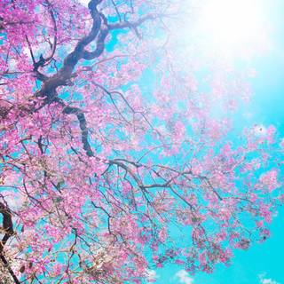 Ultrawide spring wallpaper