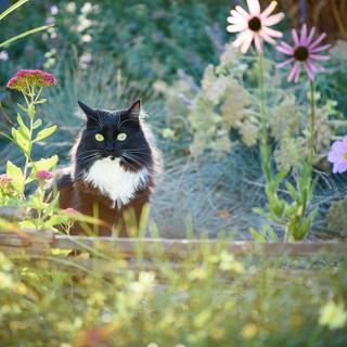 Black cat spring wallpaper