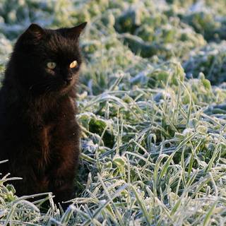 Black cat spring wallpaper