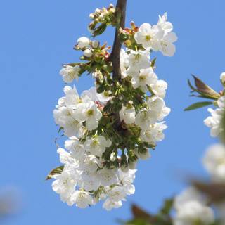 Ultrawide spring wallpaper