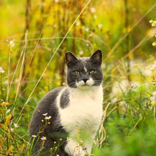 Black cat spring wallpaper