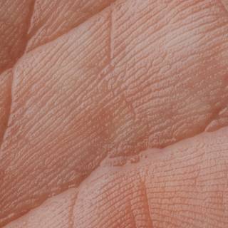 Human skin wallpaper
