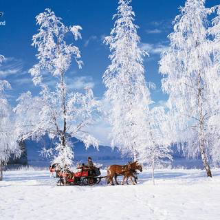 Luxury winter wallpaper