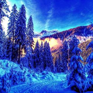Luxury winter wallpaper