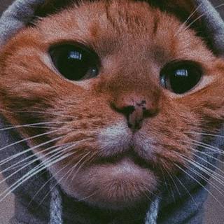 Cat with hoodie wallpaper
