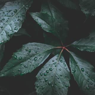 Dark rainy wallpaper