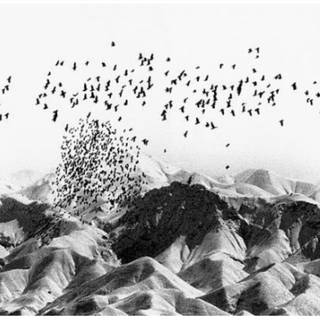 Kiarostami wallpaper