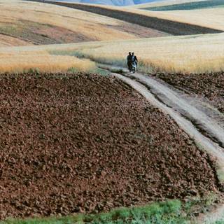 Kiarostami wallpaper