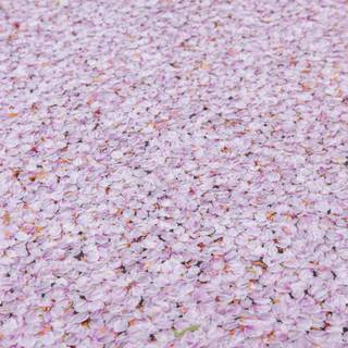 Japan flower wallpaper