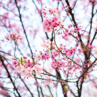 Japan flower wallpaper