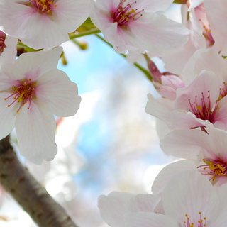 Japan flower wallpaper