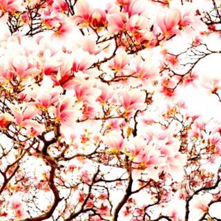 Japan flower wallpaper