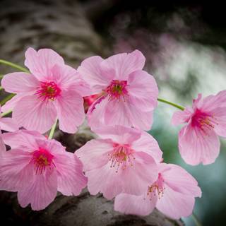 Japan flower wallpaper