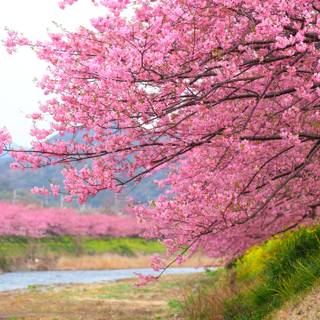 Japan flower wallpaper