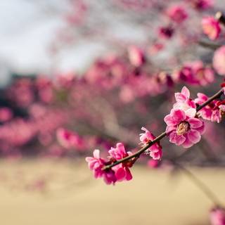 Japan flower wallpaper