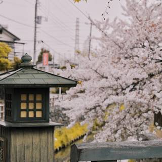 Japan flower wallpaper