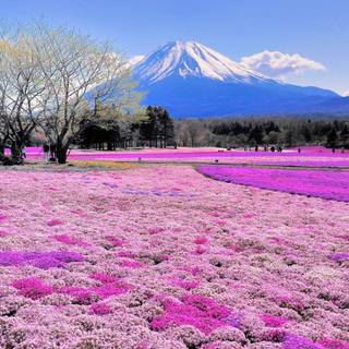 Japan flower wallpaper