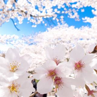 Japan flower wallpaper