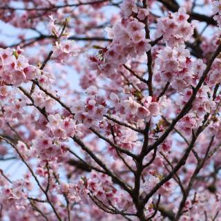 Japan flower wallpaper