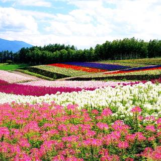 Japan flower wallpaper