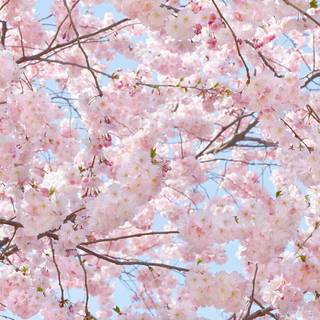 Japan flower wallpaper