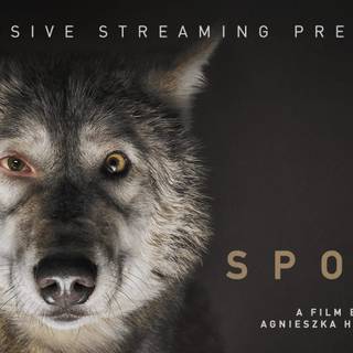 Criterion Collection wallpaper