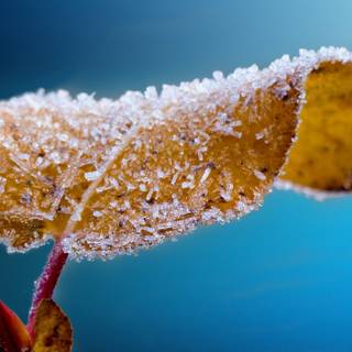 Nature winter PC wallpaper