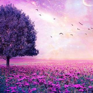 Lavender Haze wallpaper